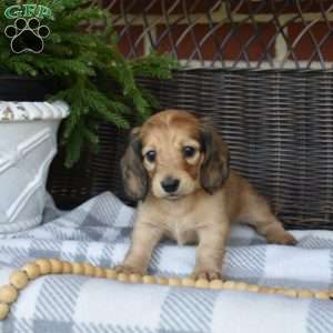 Sundae, Dachshund Puppy